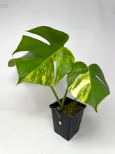 Load image into Gallery viewer, Monstera Deliciosa Aurea Variegated B
