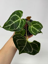 Load image into Gallery viewer, Anthurium Crystallinum 4”