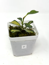 Load image into Gallery viewer, Hoya Manipurensis Variegated F