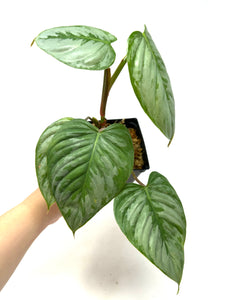 Philodendron Sodiroi