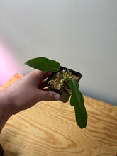 Load image into Gallery viewer, 43. Philodendron Distantilobum