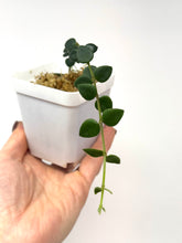 Load image into Gallery viewer, Hoya Chinghungensis