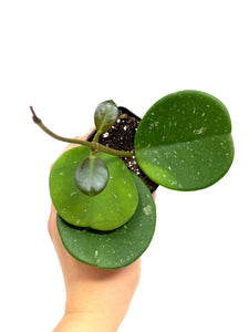 Hoya Obovata