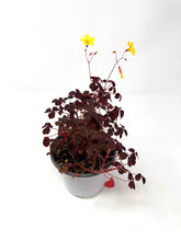 Load image into Gallery viewer, Oxalis ‘Plum Crazy&#39; (Ships within Canada only)