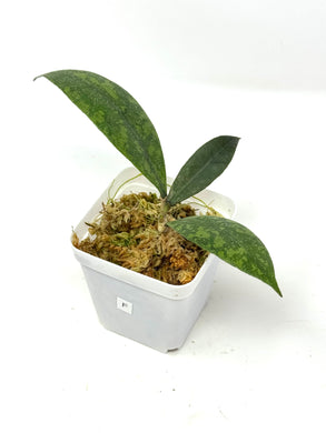 Hoya Lambii Silver F