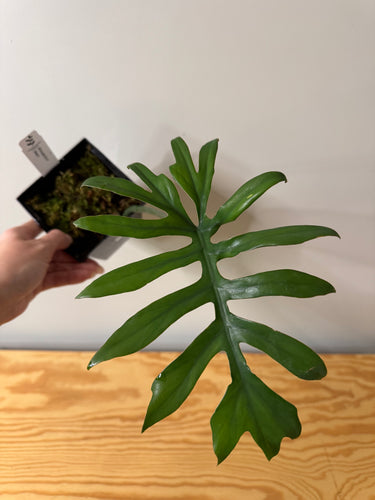 132. Philodendron Mayoi