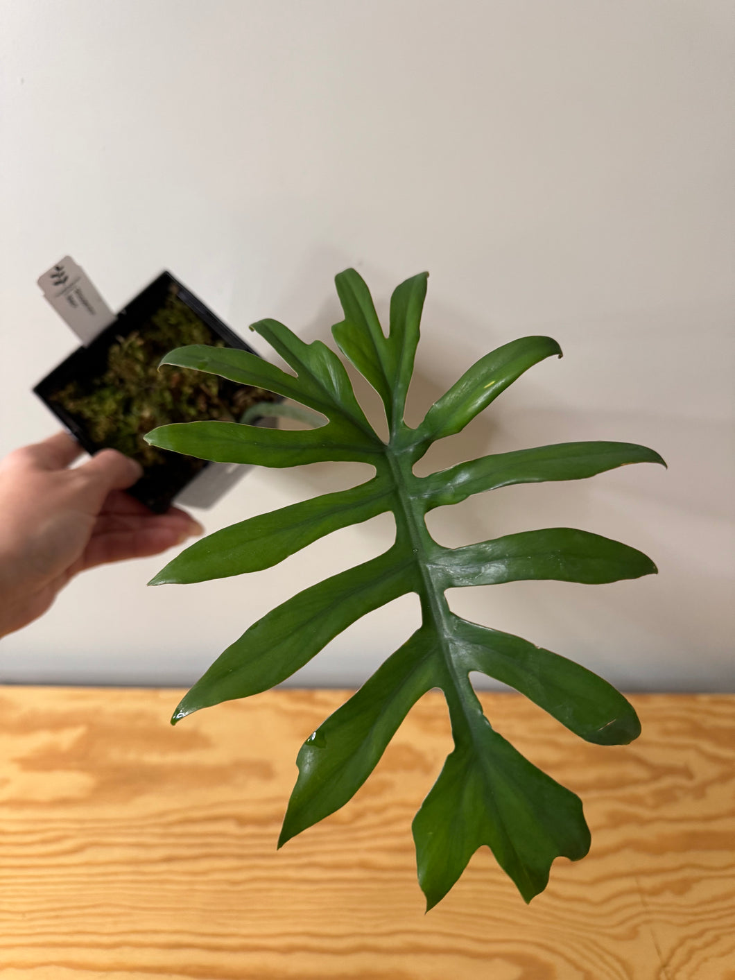 132. Philodendron Mayoi
