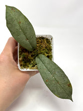 Load image into Gallery viewer, Hoya Mitrata Silver C