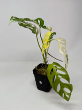 Load image into Gallery viewer, Monstera Adansonii Variegated D