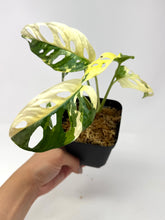 Load image into Gallery viewer, Monstera Adansonii Albo Variegated B