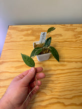 Load image into Gallery viewer, 220. Hoya Verticillata Splash