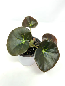 Begonia Beefsteak