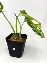 Load image into Gallery viewer, Monstera Adansonii Variegated F