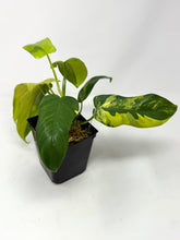 Load image into Gallery viewer, Philodendron Bipennifolium Violin Variegated E