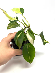 Philodendron Hederaceum ‘Rio’