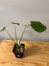 Load image into Gallery viewer, 175. Monstera Thai Constellation