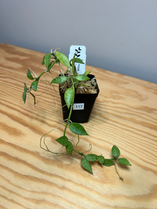 117. Hoya Lacunosa Variegated