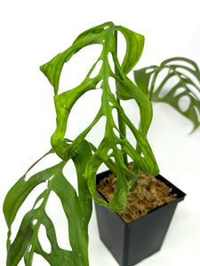 Monstera Esqueleto