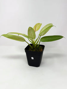 Philodendron Whipple Way C