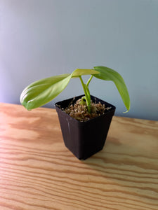 234. Philodendron Bipennifolium Variegated (reverted)