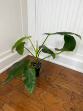 Load image into Gallery viewer, Philodendron Jose Buono XL C