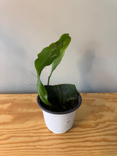 Load image into Gallery viewer, 308. Epiphyllum Oxypetalum ‘Queen of the Night Cactus’ (Ships within Canada only)