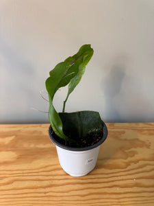 308. Epiphyllum Oxypetalum ‘Queen of the Night Cactus’ (Ships within Canada only)