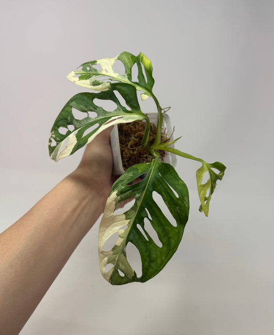 Monstera Adansonii Variegated H