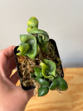 Load image into Gallery viewer, 76. Hoya Carnosa Compacta