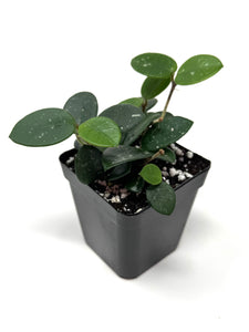 Hoya Mathilde