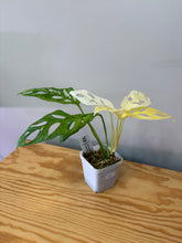 Load image into Gallery viewer, 118. Monstera Adansonii Variegated