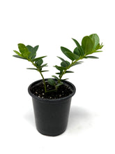 Load image into Gallery viewer, Hoya Densifolia
