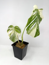 Load image into Gallery viewer, Monstera Deliciosa Albo Variegated B