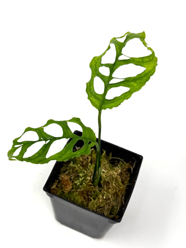 Monstera Obliqua