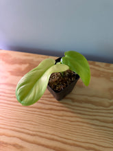 Load image into Gallery viewer, 234. Philodendron Bipennifolium Variegated (reverted)