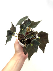 Begonia “Joe Hayden’