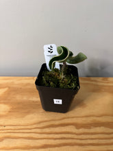 Load image into Gallery viewer, 18. Hoya Carnosa Compacta Albo Variegated