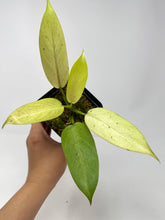 Load image into Gallery viewer, Philodendron Whipple Way C