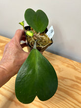 Load image into Gallery viewer, 94. Hoya Kerrii Variegated (inner)