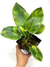 Load image into Gallery viewer, Philodendron Green Congo Variegated