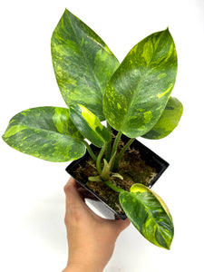 Philodendron Green Congo Variegated