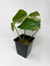 Load image into Gallery viewer, Monstera Deliciosa Albo Variegated B