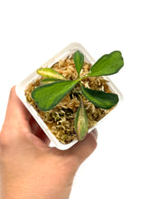 Load image into Gallery viewer, Hoya Manipurensis Variegated C