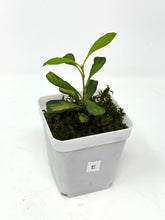 Load image into Gallery viewer, Hoya Manipurensis Variegated E