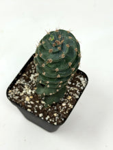 Load image into Gallery viewer, Cereus Forbesii cv. Spiralis 'Spiral Cactus' (Ships within Canada only)