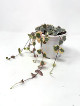 Load image into Gallery viewer, Ceropegia Woodii Variegated ‘String of Hearts’