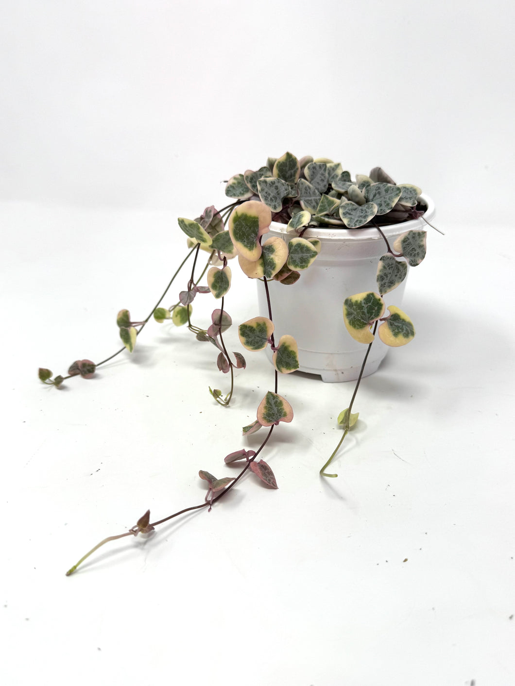 Ceropegia Woodii Variegated ‘String of Hearts’