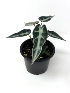 Alocasia Bambino