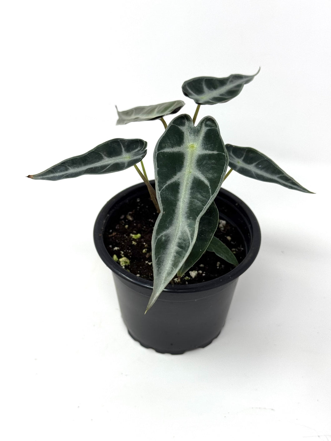 Alocasia Bambino