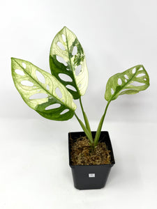 Monstera Adansonii Variegated C